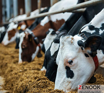 نقش توکسین‌بایندرها